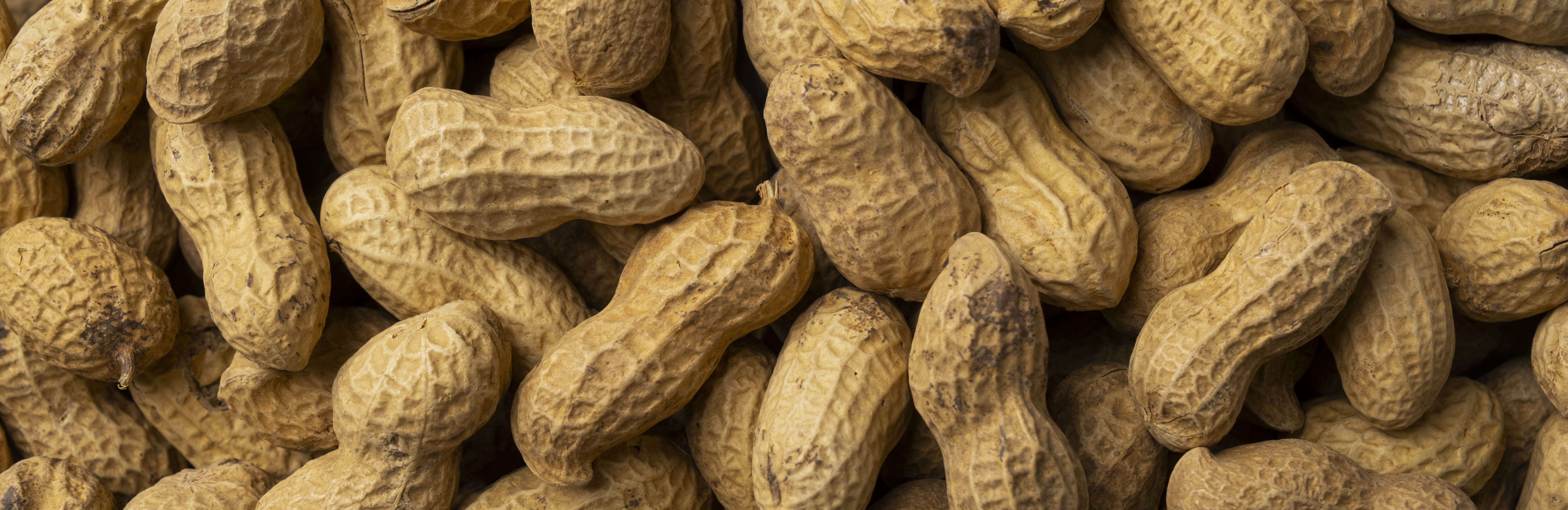 Groundnut Seeds