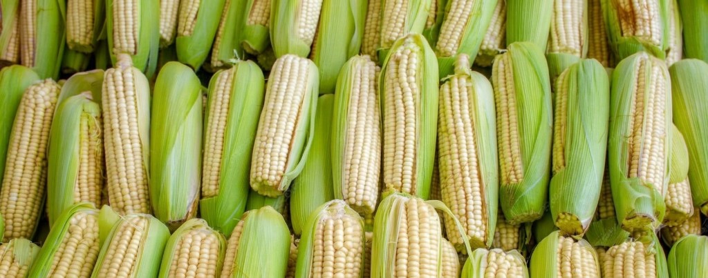 Maize Seeds