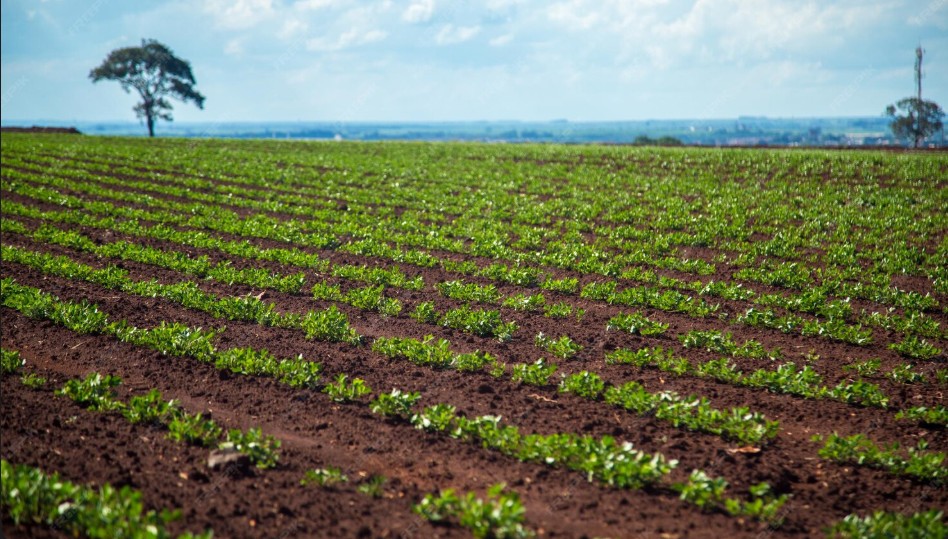 Other Crops