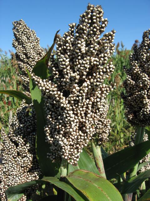 Sorghum