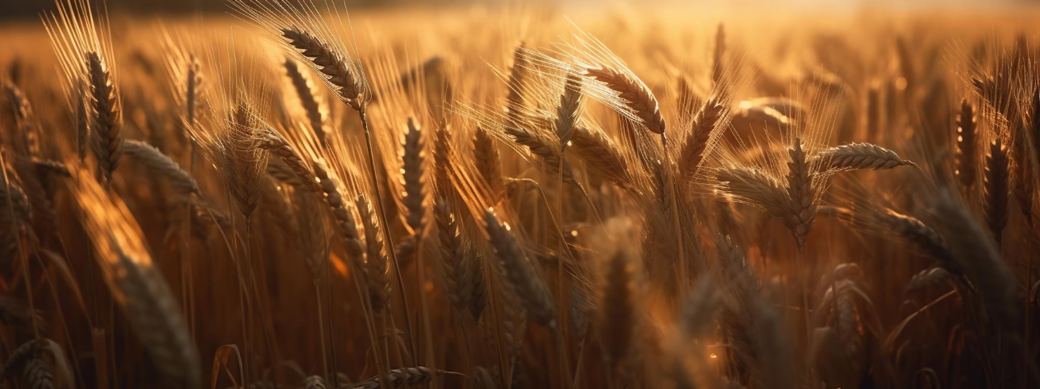 Wheat Seeds