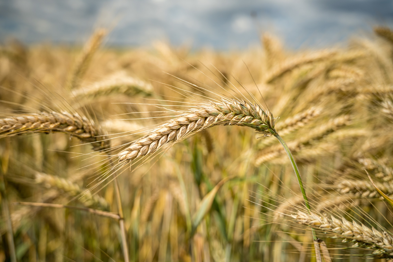 Wheat